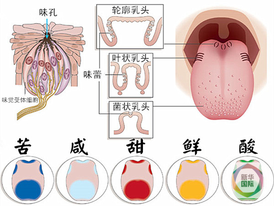 科学家发现第六种味道