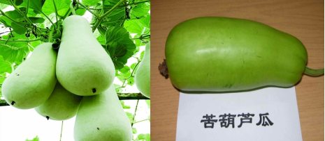 苦葫芦瓜